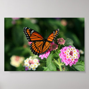 Lantanaの花のマダラチョウ ポスター