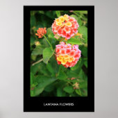Lantana Flowers Poster,Print ポスター (正面)