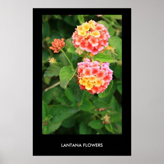 Lantana Flowers Poster,Print ポスター (正面)