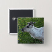 Laplandボタンのトナカイ 缶バッジ (正面&裏面)