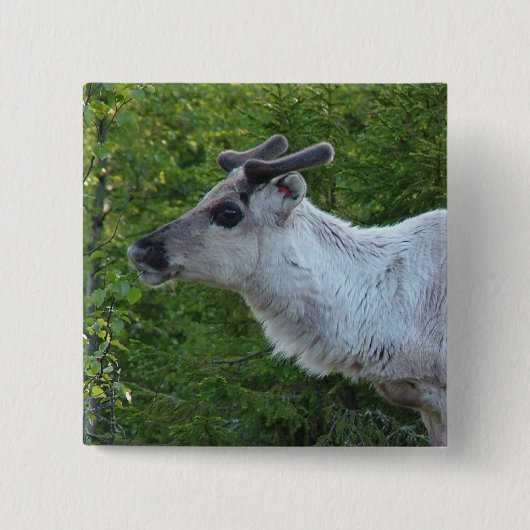 Laplandボタンのトナカイ 缶バッジ (正面)