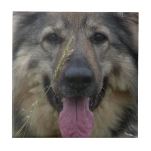 Lapphundのフィンランドのタイル タイル