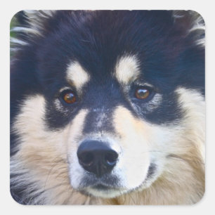 Lapphundの甘いフィンランドのステッカー スクエアシール