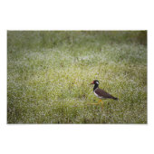 Lapwing Bird on the Grass フォトプリント (正面)