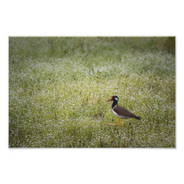 Lapwing Bird on the Grass フォトプリント