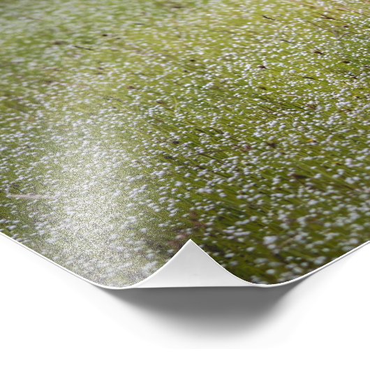 Lapwing Bird on the Grass フォトプリント (角)