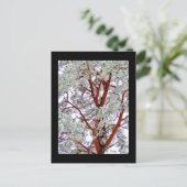 l'arbre enneigé ポストカード (スタンド正面)