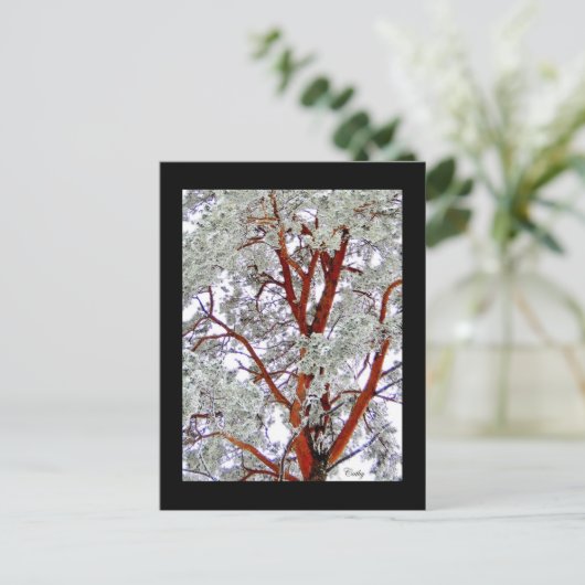 l'arbre enneigé ポストカード (スタンド正面)