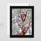 l'arbre enneigé ポストカード (正面/裏面)