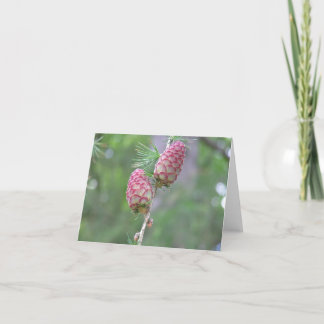 Larch (Larix)カード シーズンカード