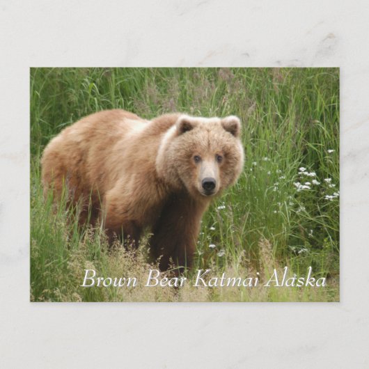 Large Brown Bear Katmai Alaska ポストカード (正面)