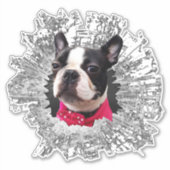 Large Female Boston Terrierが窓のステッカーを押した シール (正面)