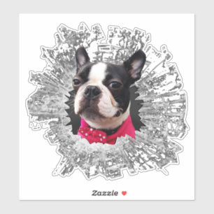 Large Female Boston Terrierが窓のステッカーを押した シール