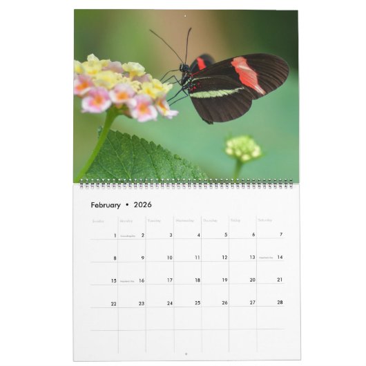 Large Size Beautiful Butterflies Calendar カレンダー (2月 2026)