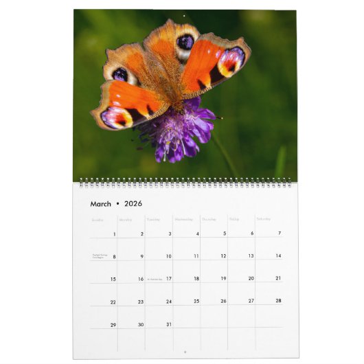 Large Size Beautiful Butterflies Calendar カレンダー (3月 2026)