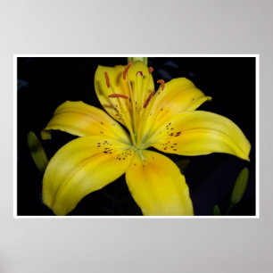 Large Yellow Lilie ポスター