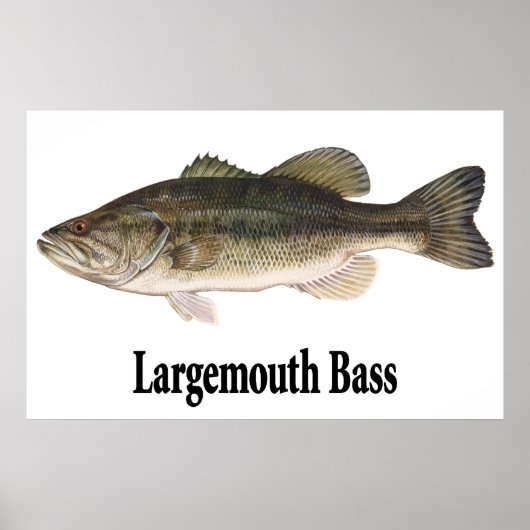 Largemouth Bassポスター ポスター (正面)