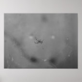 Larinioides sclopetarius ポスター (正面)