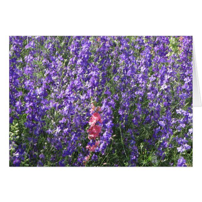 Larkspur (正面横)
