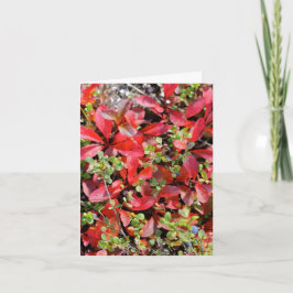 Late Summer in Alaska - 4" x 5.6" Notecard カード