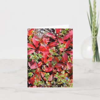 Late Summer in Alaska - 4" x 5.6" Notecard カード