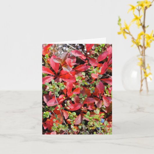 Late Summer in Alaska - 4" x 5.6" Notecard カード (黄色い花)