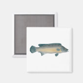 Lateral Striped Pike Cichlid マグネット (正面/裏面)