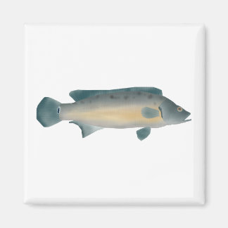 Lateral Striped Pike Cichlid マグネット