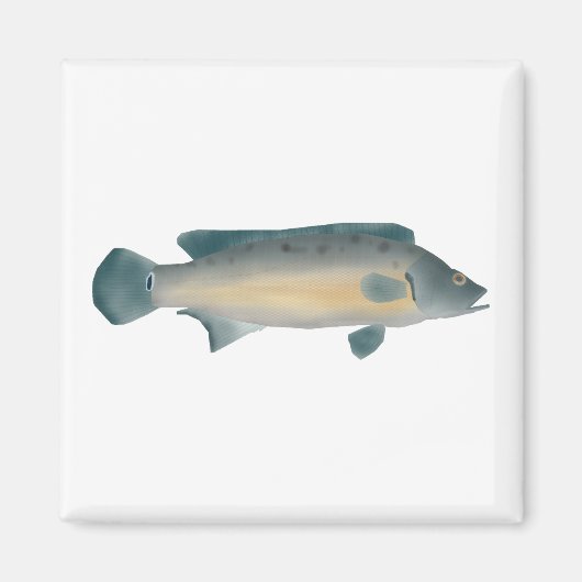 Lateral Striped Pike Cichlid マグネット (正面)