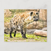 Laughing Hyena ポストカード (正面)