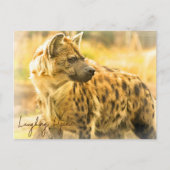 Laughing Hyena ポストカード (正面)