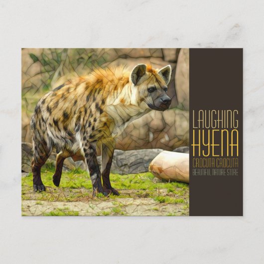 Laughing hyena [Postcard] ポストカード (正面)