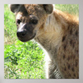 Laughing Hyena Poster ポスター (正面)