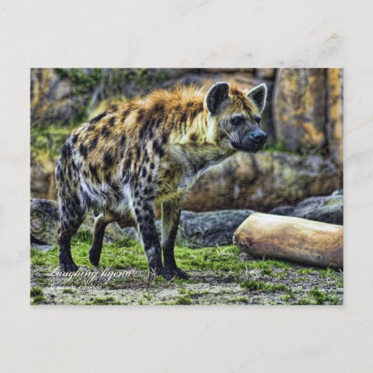 Laughing hyena_ver. 3.0 [Postcard] ポストカード (正面)