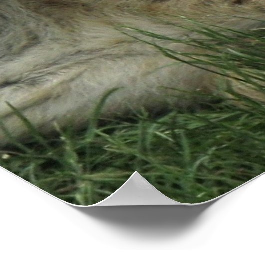 Laughing Hyenas Poster ポスター (角)