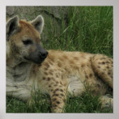 Laughing Hyenas Poster ポスター (正面)