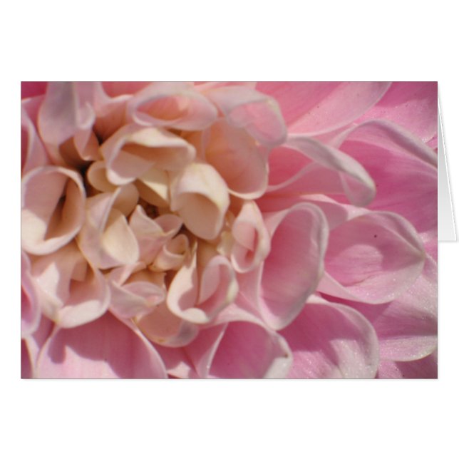 Laurieのダリア (正面横)