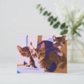 Laurie、ラリー及びLouie 案内ポストカード (スタンド正面)