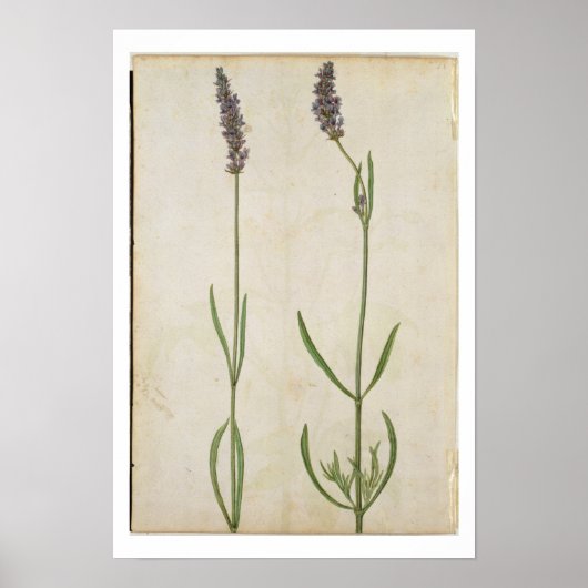 Lavandula officinalis （旧英語ラベンダー）, c.15 ポスター (正面)