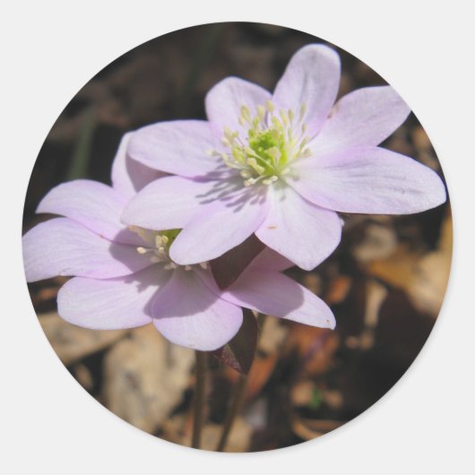 Lavendarの野生の花のステッカー ラウンドシール (正面)