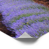 Lavendarフィールド ポスター (角)