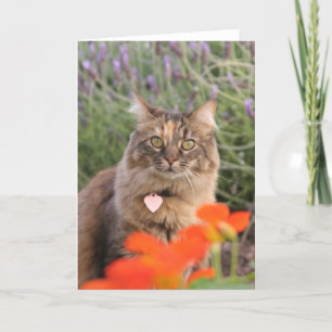 Lavendar、キンレンカおよびTortoiseshell猫 カード