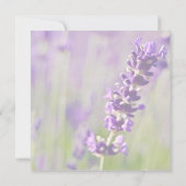 Lavendar • セーブ・ザ・デート案内 セーブザデート (裏面)