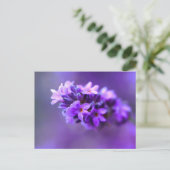 Lavendar ポストカード (スタンド正面)