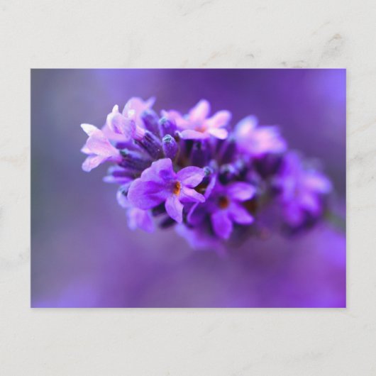 Lavendar ポストカード (正面)