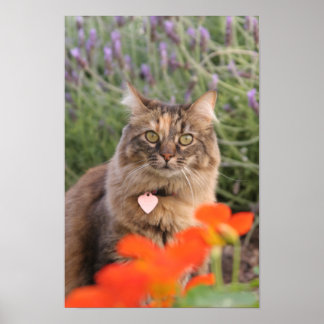Lavendar, Nasturtium, and a Tortoiseshell Cat ポスター
