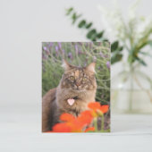 Lavendar, Nasturtium, and a Tortoiseshell Cat ポストカード (スタンド正面)