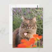 Lavendar, Nasturtium, and a Tortoiseshell Cat ポストカード (正面/裏面)
