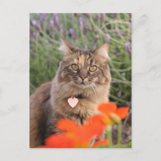 Lavendar, Nasturtium, and a Tortoiseshell Cat ポストカード