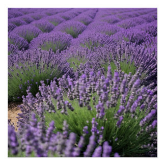 lavender field ポスター